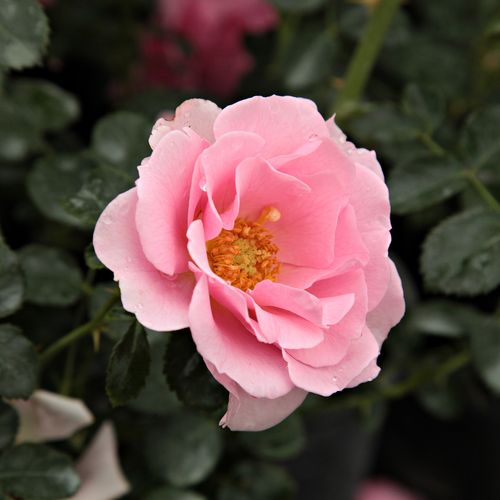 Rozenstruik - Webwinkel - Rosa Baby Blanket® - zacht geurende roos - Stamroos – Kleine bloemen - roze - Wilhelm Kordes III.bossige kroonvorm - 0